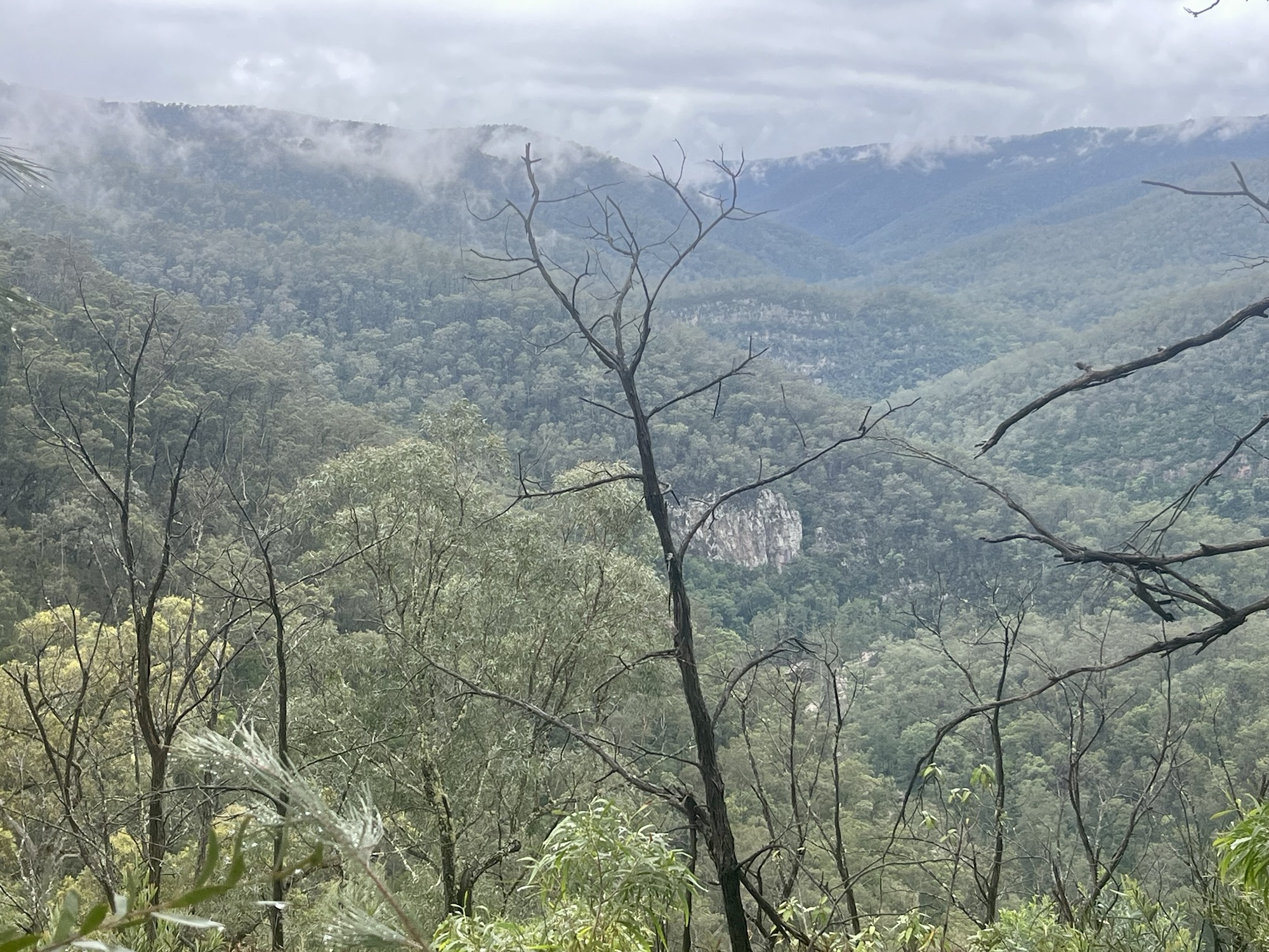 Brumby Ridge