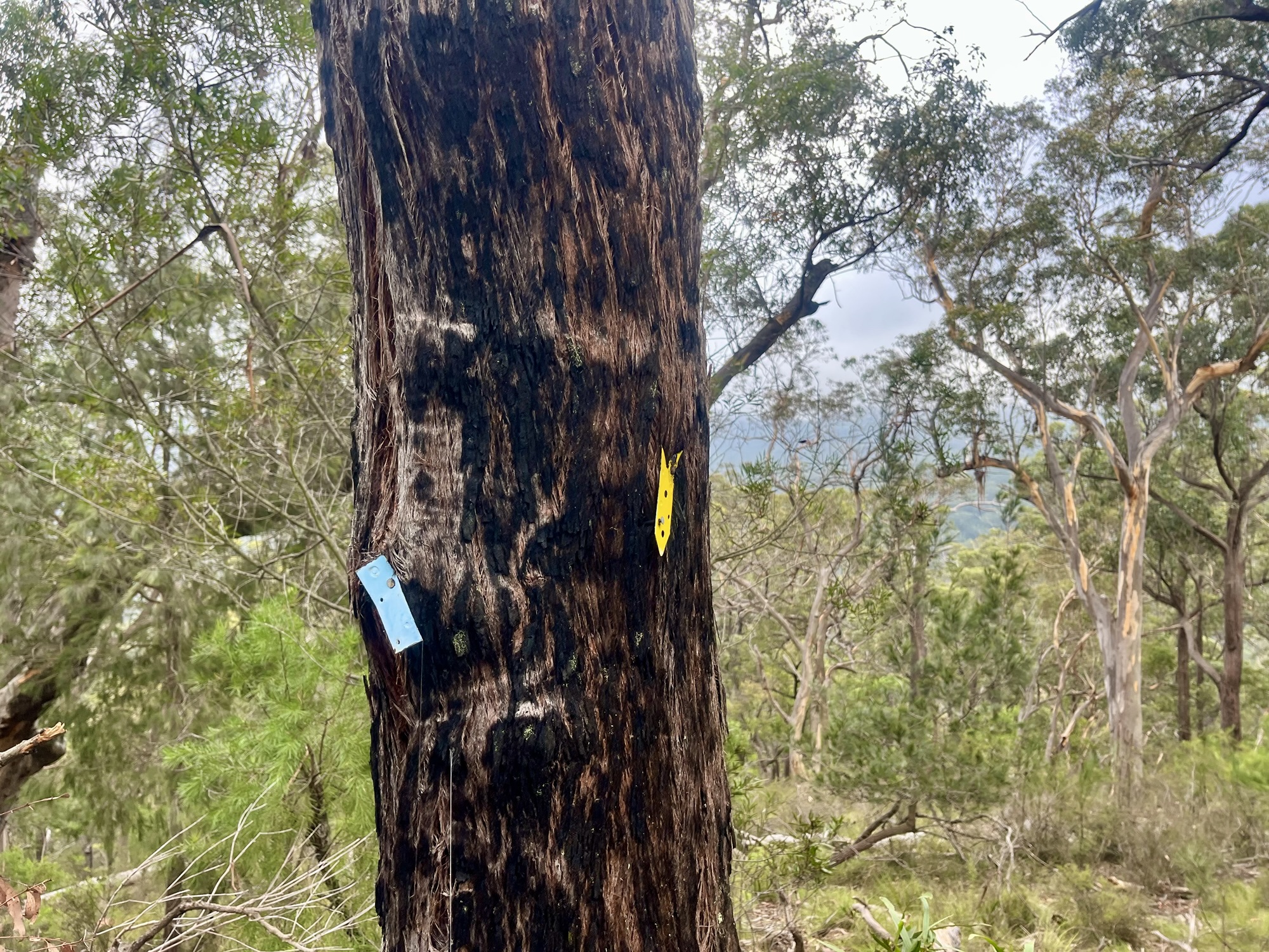 Nattai Blue Blazes